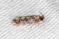 Niditinea fuscella