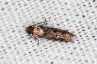 Niditinea fuscella