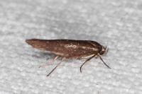 Scythris tenuivittella