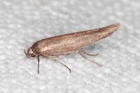 Scythris tenuivittella
