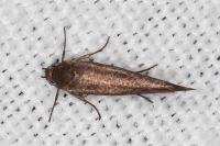 Scythris tenuivittella