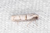 Symmocoides oxybiella