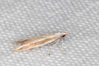 Coleophora bilineella