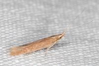 Coleophora