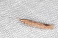 Coleophora