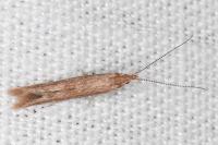 Coleophora