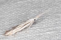 Coleophora strigosella