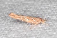 Pyroderces argyrogrammos