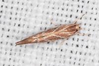 Pyroderces argyrogrammos