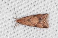 Brachmia blandella