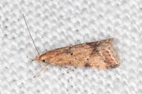 Brachmia blandella
