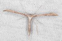 Emmelina monodactyla