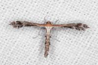 Stangeia siceliota