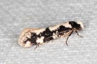 Neurothaumasia ankerella