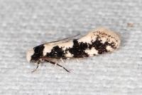 Neurothaumasia ankerella