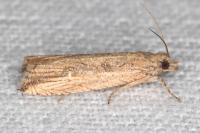 Bactra venosana