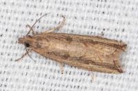 Bactra venosana