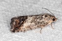 Cydia splendana