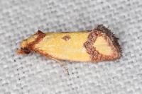 Agapeta zoegana
