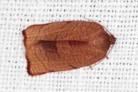 Cacoecimorpha pronubana