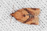 Clepsis consimilana