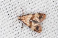 Phalonidia contractana