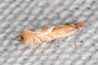Phyllonorycter endryella