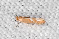 Phyllonorycter endryella