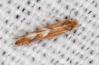 Phyllonorycter endryella