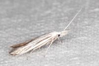 Coleophora strigosella