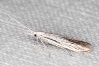 Coleophora strigosella