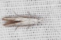 Coleophora strigosella