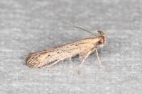 Metzneria hilarella