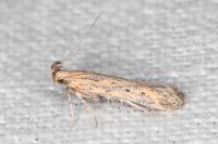 Metzneria hilarella