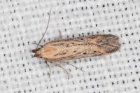 Metzneria hilarella