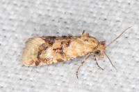 Aethes williana