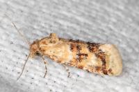 Aethes williana