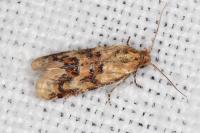 Aethes williana