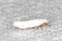 Elachista hispanica