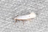 Elachista hispanica
