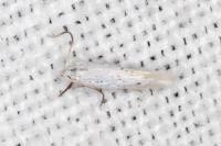 Elachista hispanica