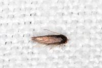 Stigmella suberivora