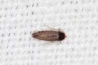Stigmella suberivora