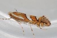 Phyllonorycter mespilella