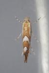 Phyllonorycter mespilella