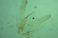Phyllonorycter mespilella