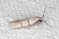 Symmocoides oxybiella