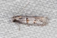Symmocoides oxybiella