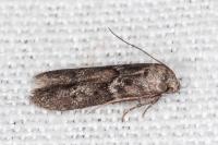 Blastobasis glandulella