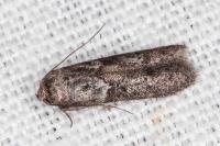 Blastobasis glandulella